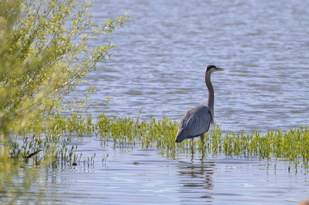 istock Closeup shot of great blue heron 1455928759