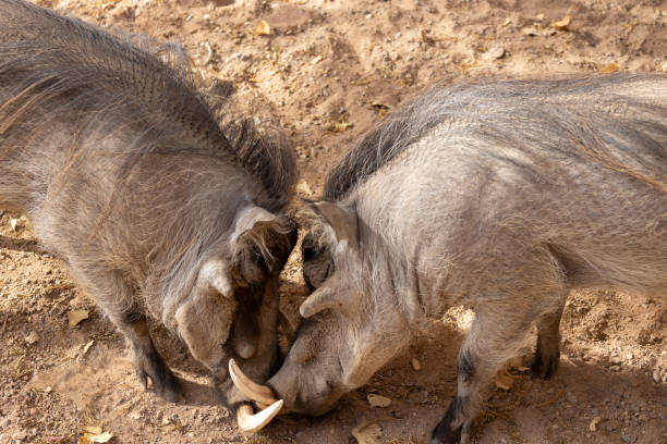 Warthogs seen during a game drive in the dry season, in the beautiful Majete Wildlife Reserve in southern Malawi.