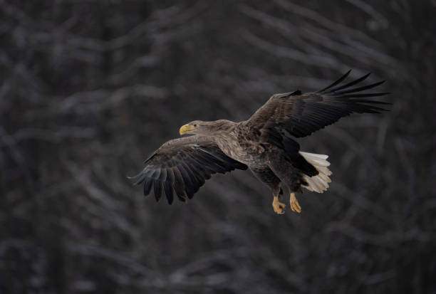 istock White-tailed eagle Haliaeetus albicilla in the wild 1455928889