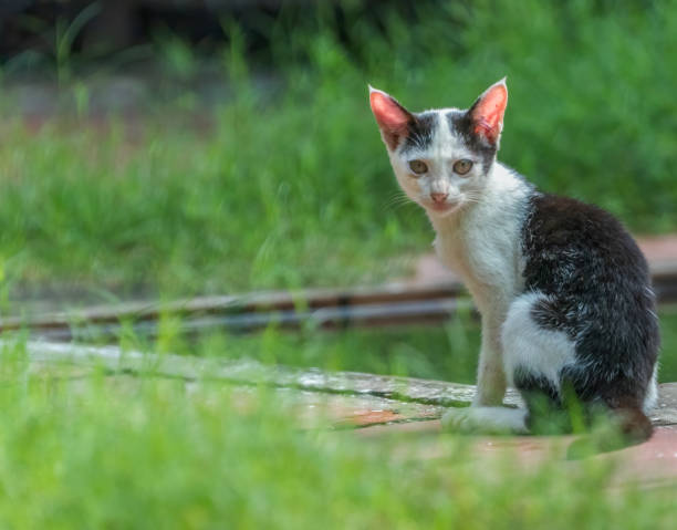 istock Kitten sitting in a garden 1455929012