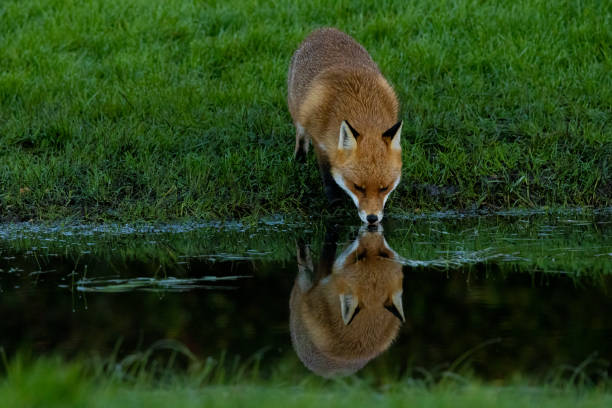 A beautiful fox drinking water from the river in a forest