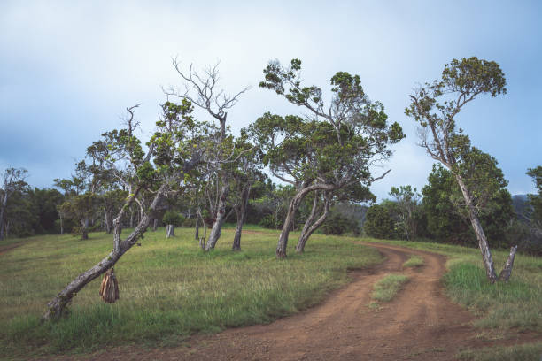istock Road in a green forest in the morning 1455929173