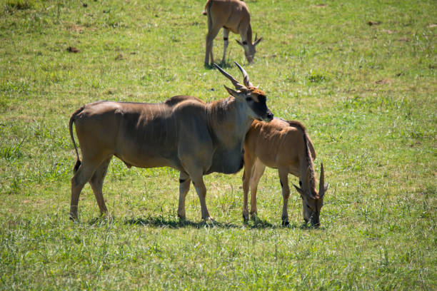 istock Eland's couple in heat ( Taurotragus oryx ) 1455929188