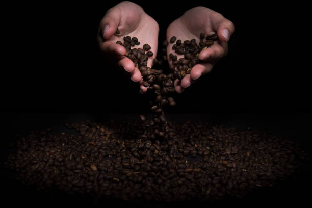Woman's hands with red nails holding coffee beans. High quality photo