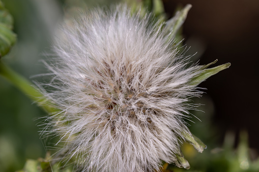 A closeup shot of a dandelion in a garden