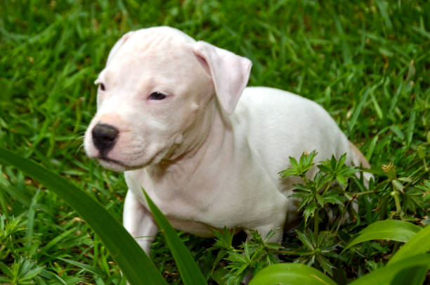 istock American staffordshire terrier puppy 1455929559