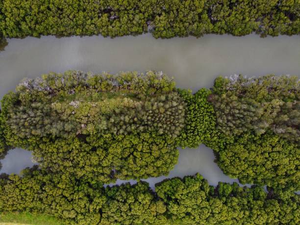 istock Aerial view of a muddy river among the forest 1455930222