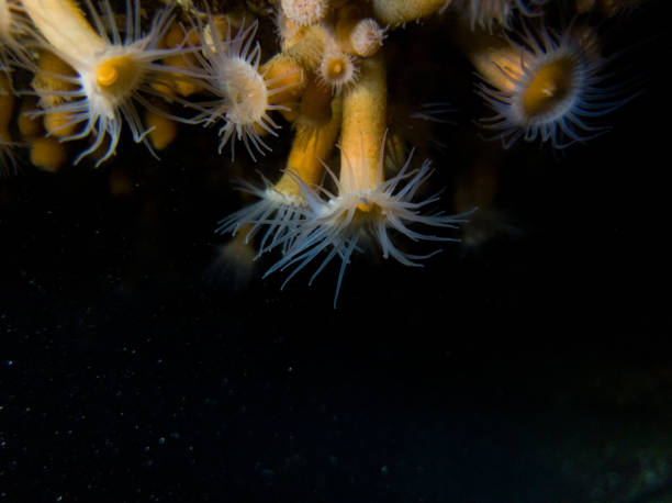 istock Closeup shot of octopus, Pacific North West, BC, Canada 1455930476
