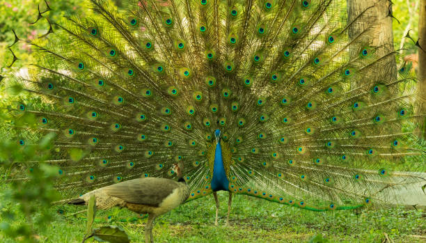 istock Peacock dancing in front of Peahen 1455930492