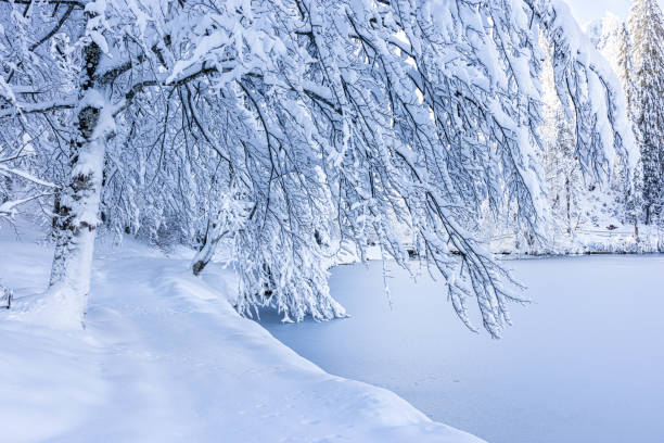 A closeup of a beautiful forest in Italy