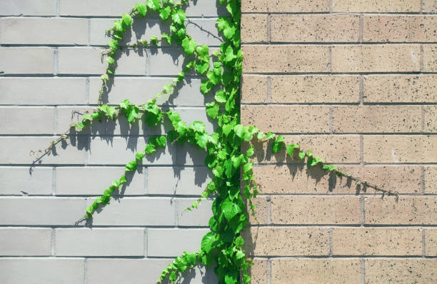 muro di mattoni con sfondo rampicante verde vite, applicazione tonificante colore - ivy brick wall vine foto e immagini stock