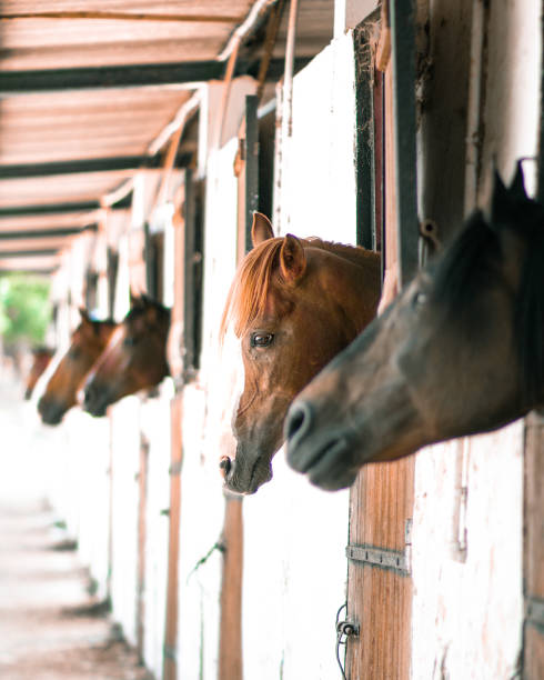 istock Horses in a public stable in Mostaganem, Algeria 1455931029