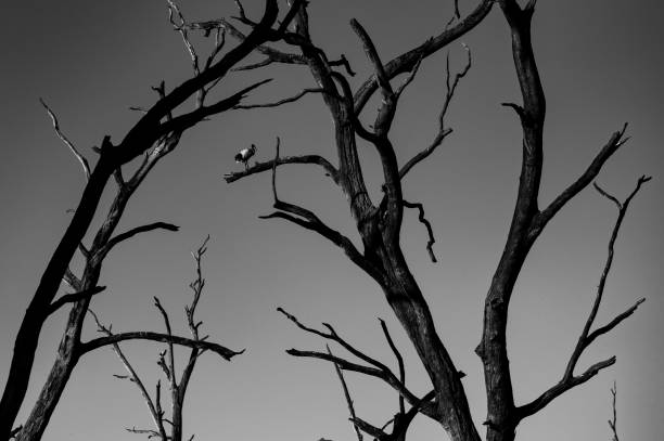 istock Grayscale shot of a white ibis on dead trees 1455931045