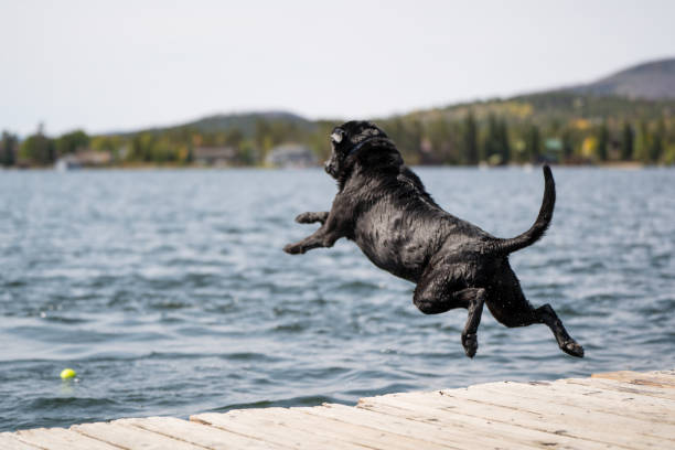 istock View of a black dog with a collar jumping into the water 1455931069