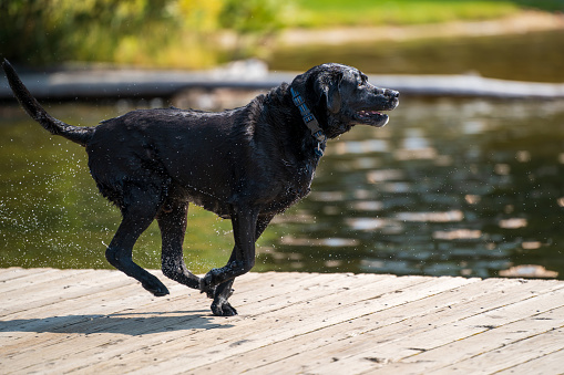 A view of a black dog running on a pier ready to jump into the water