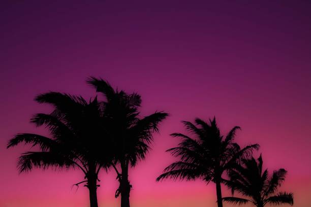 istock Beautiful view of palms silhouettes 1455931103