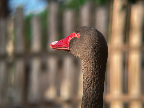 Black swan with red beak close up