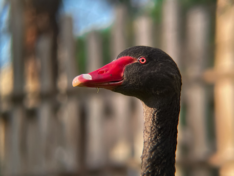 Black swan with red beak close up