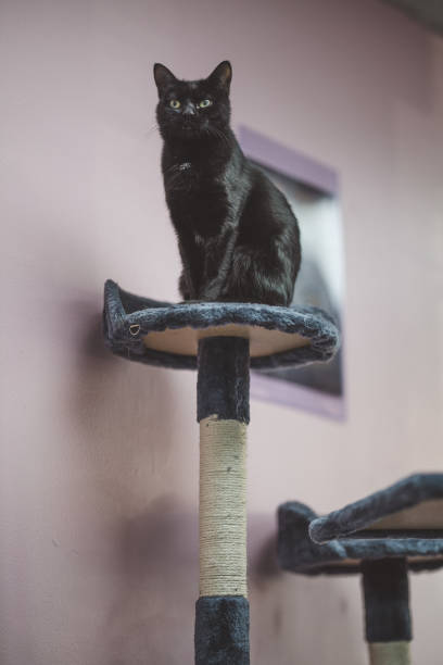 istock Cute black cat with bright green eyes on a cat tower 1455932527