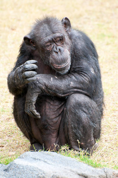 istock Closeup of a black monkey in the zoo 1455932889