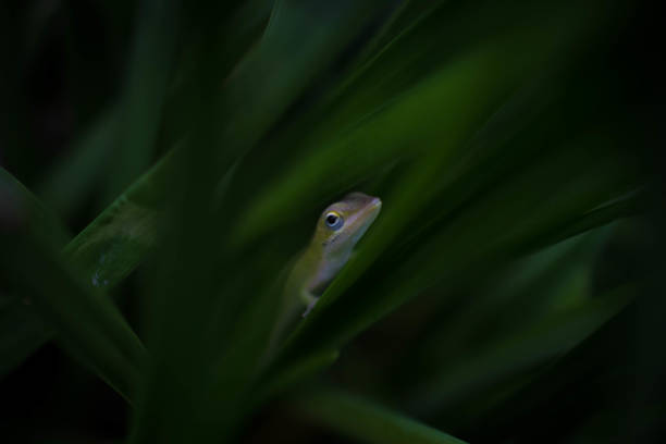istock Macro shot of a lizard in nature 1455932892