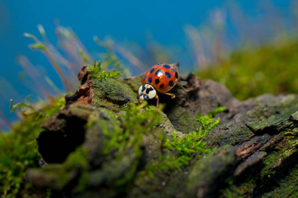 istock Macro shot of a ladybug 1455932903