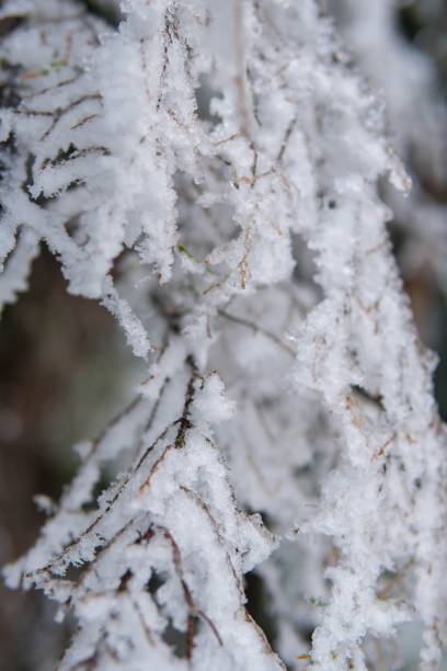 istock Selective of a tree branch in frost 1455932912