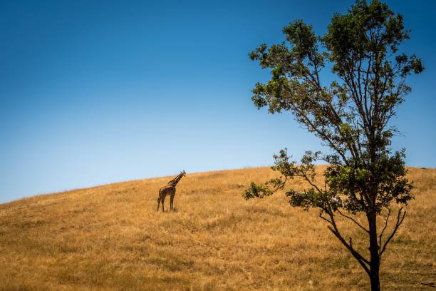 istock Giraffe on a dry hill on a sunny morning 1455932939