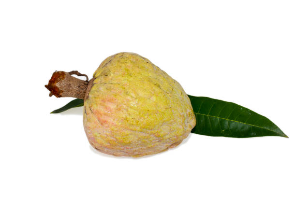 istock Rare medicinal fruit Ramphal , Annona reticulta or Wild sweetsop, custard apple fruit isolated on white background 1455933193