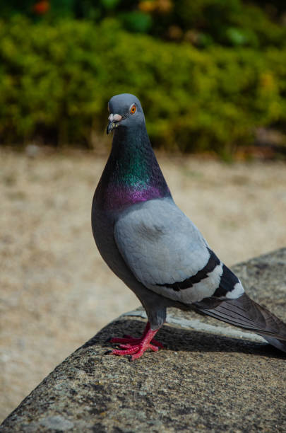 istock Closeup of a pigeon standing on a stone 1455933510