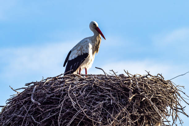 istock Storks colony in a protected area at Los Barruecos Natural Monument, Malpartida de Caceres, Extremadura, Spain. 1455933580