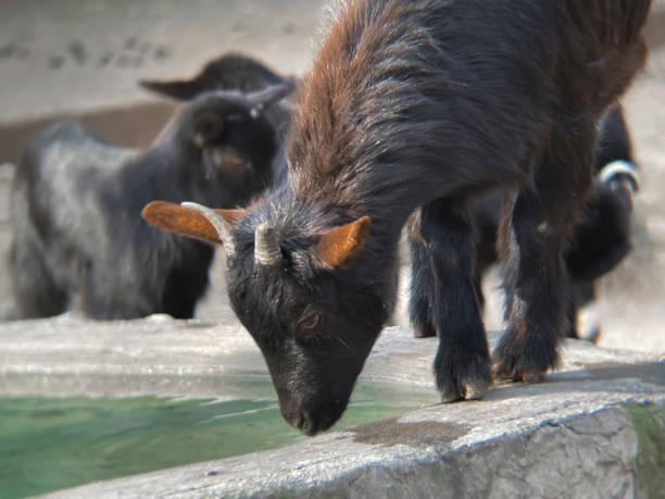 istock Black goat with orange ears drinks water close-up 1455933595