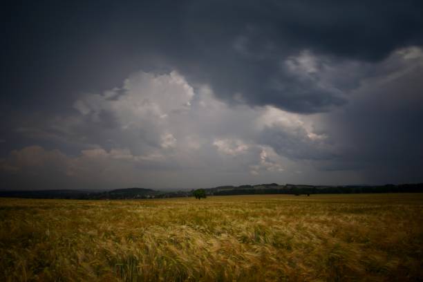 istock Scenic view of a windy open field under dark cloudy sky 1455933723