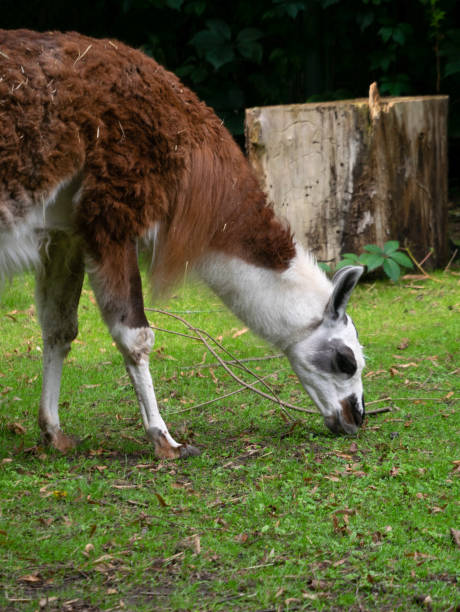 istock Serene view of a graceful llama on the pasture 1455933733