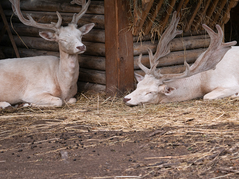 A serene view of two albino reindeers resting on the farm