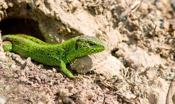 istock Closeup shot of a sand lizard 1455933758