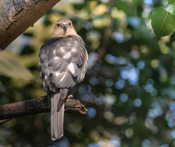 istock Closeup shot of a shikra (Accipiter badius) looking back at prey from a tree 1455933760