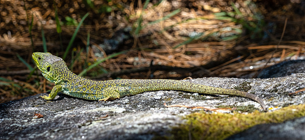 Ocellated lizard, Timon lepidus in the archipelago of the Cies Islands, Galicia, Spain in Europe