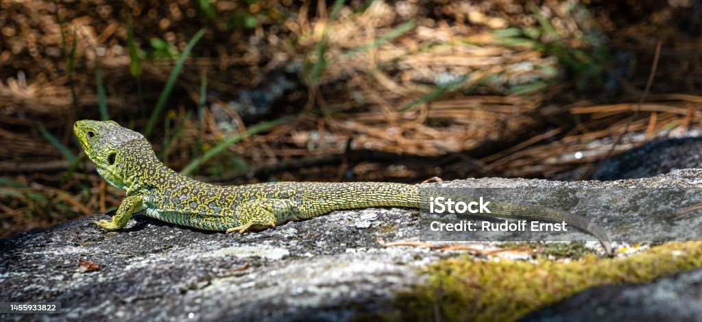 Ocellated lizard, Timon lepidus iat the Cies Islands, Galicia, Spain Ocellated lizard, Timon lepidus in the archipelago of the Cies Islands, Galicia, Spain in Europe Animal Stock Photo