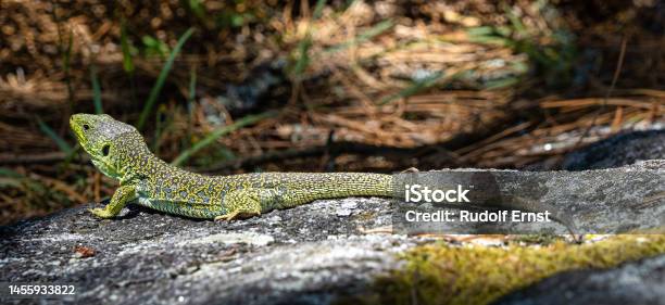 Ocellated Lizard Timon Lepidus Iat The Cies Islands Galicia Spain Stock Photo - Download Image Now