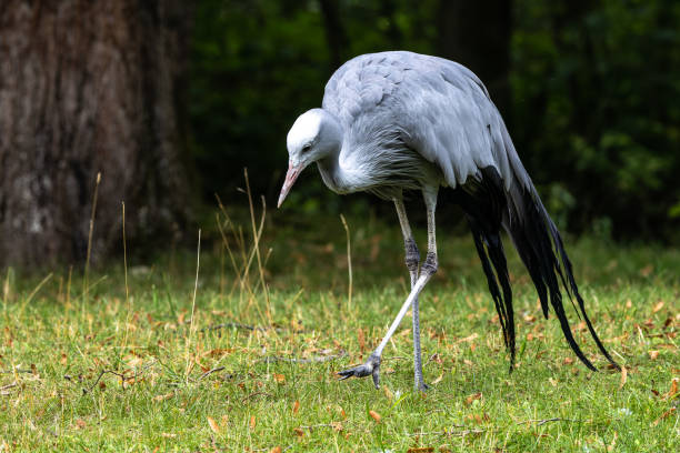 The Blue Crane, Grus paradisea, is an endangered bird stock photo