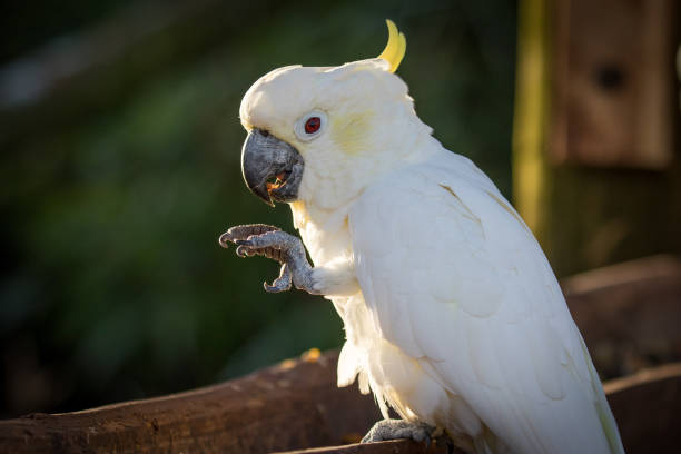 istock Closeup of a white cockatoo 1455933887