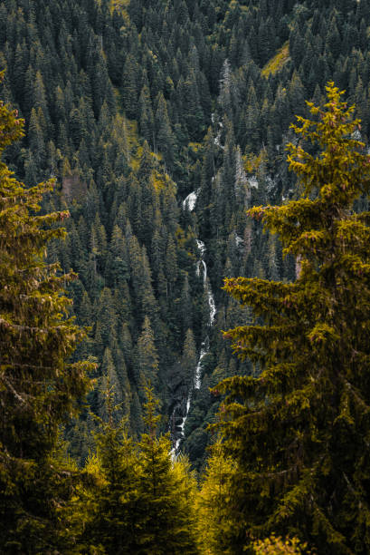 istock Mountainous area with a creek through the coniferous forest 1455933898