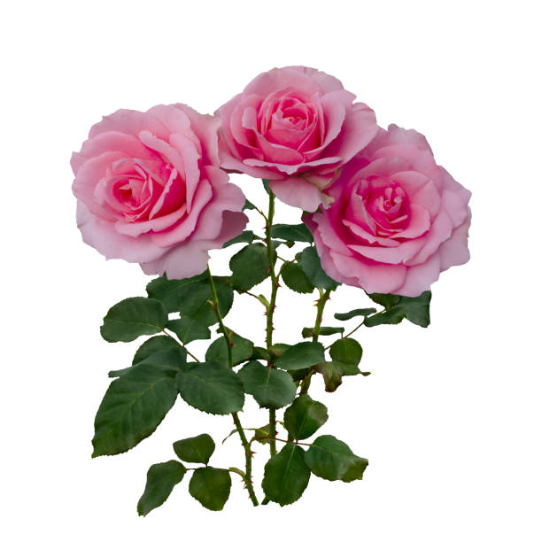 istock Bright pink roses with green leaves isolated on white 1455933981