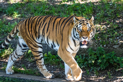 tiger lying on ground near green leaves during daytime photo – Free Animal Image on Unsplash tiger lying on ground near green leaves during daytime photo – Free Animal Image on Unsplash