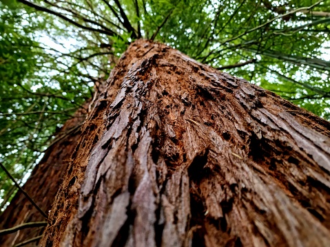Giant sequoia (Sequoiadendron giganteum) tree seen from below. The image shows the tree trunk and the twigs of a supertall Sequoia.