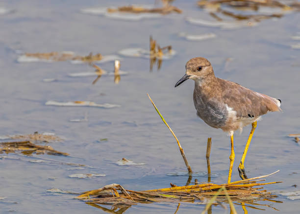 istock Closeup of a white-tailed lapwing walking by the lake 1455934290