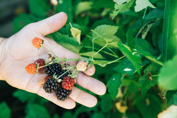 istock Person's hands holding fresh raspberries in the garden 1455934295