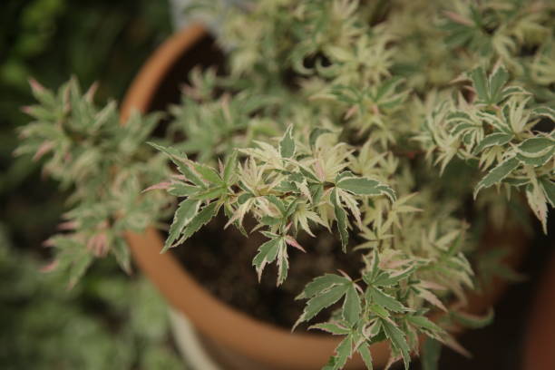 istock Closeup shot of a decorative tree on a pot 1455934406