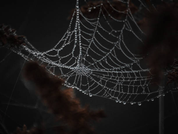 istock Closeup shot of a spider web with raindrops 1455934414
